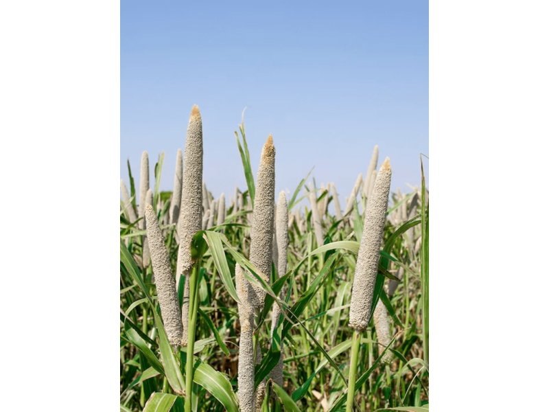 buy-pearl-millet-bajra-online-in-australia-small-0