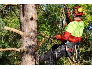 Best service for Tree Lopping in Forest Lake