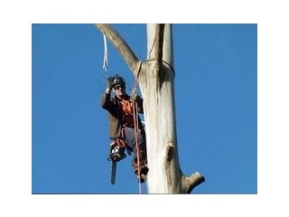 Want Best service for Tree Removal in Devon Meadows?