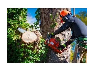 Best Tree Services in Mount Martha