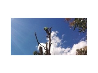 Want Best service for Tree Lopping in Stockton?