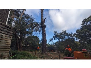 Avail Tree Trimming Services now