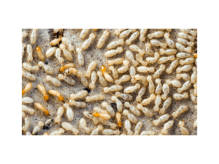 Best service for Termite Inspection in Grovedale