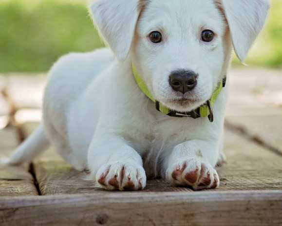 new-healthy-raw-pet-food-retailer-in-gta