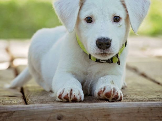 new-healthy-raw-pet-food-retailer-in-gta
