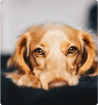 dog-grooming-packages-in-scarborough-value-care-plans-big-0