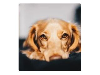 dog-grooming-packages-in-scarborough-value-care-plans-small-0
