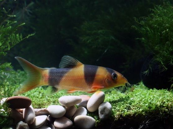 order-guppies-in-canada