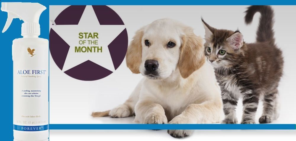 aloe-vera-products-for-your-loved-animals-big-1