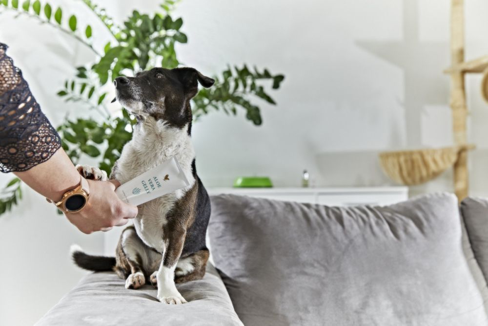 aloe-vera-products-for-your-loved-animals-big-3