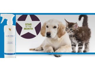 aloe-vera-products-for-your-loved-animals-small-1