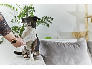 aloe-vera-products-for-your-loved-animals-small-3