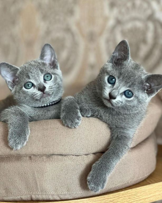 russianblue-kittens-big-0