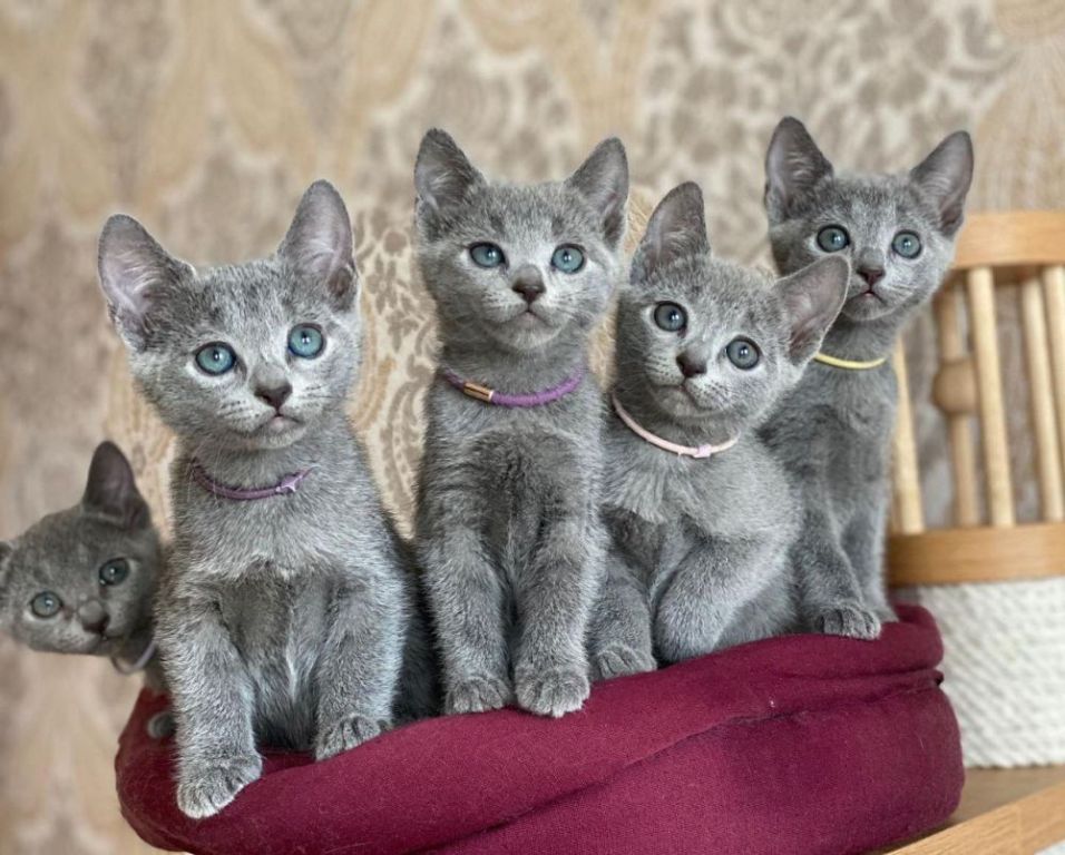 russianblue-kittens-big-1