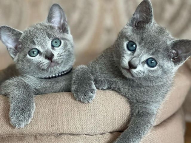 russianblue-kittens