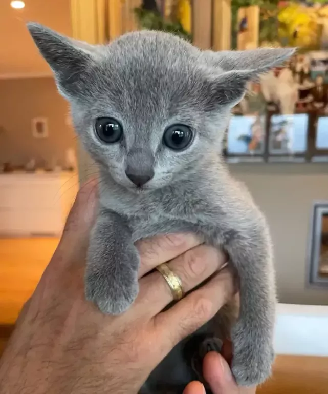 fantasticmalefemale-russianblue-kittens-big-1