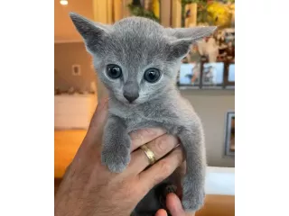 fantasticmalefemale-russianblue-kittens-small-1