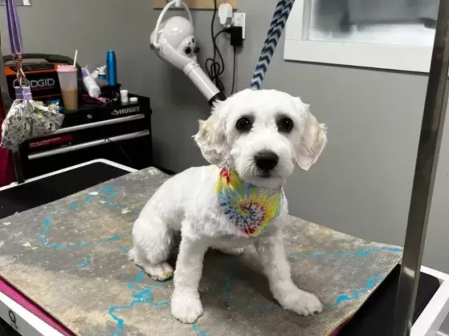 professional-puppy-grooming-service-for-gentle-care