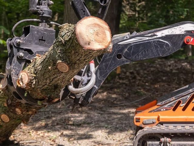 professional-tree-service-burnaby-bc-expert-tree-care-removal