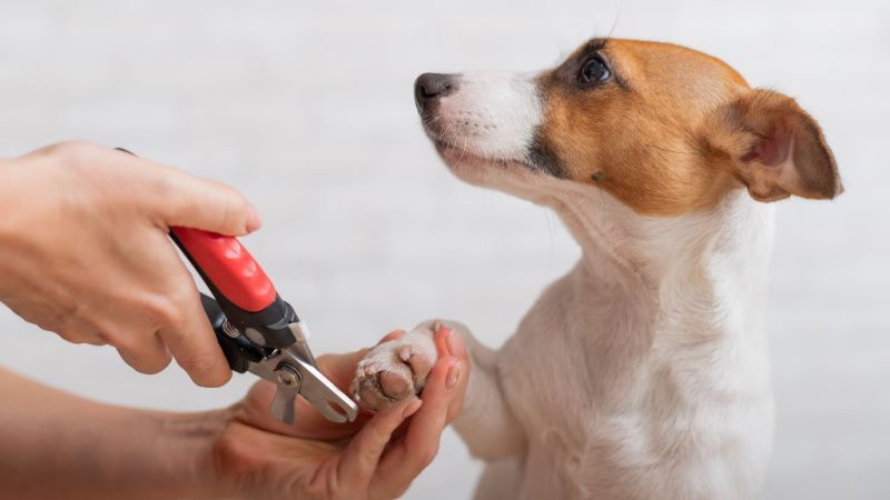 professional-dog-grooming-services-toronto-big-0