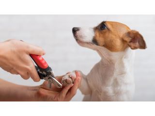 professional-dog-grooming-services-toronto-small-0