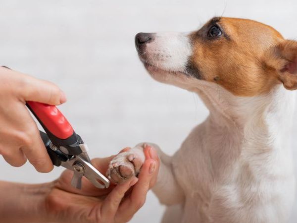 professional-dog-grooming-services-toronto