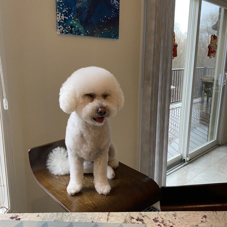 effective-pet-training-in-scarborough-on-big-0