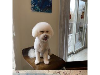 effective-pet-training-in-scarborough-on-small-0