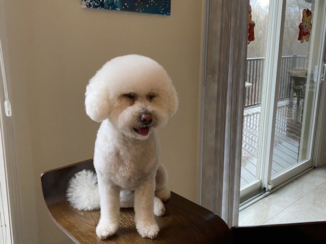 effective-pet-training-in-scarborough-on