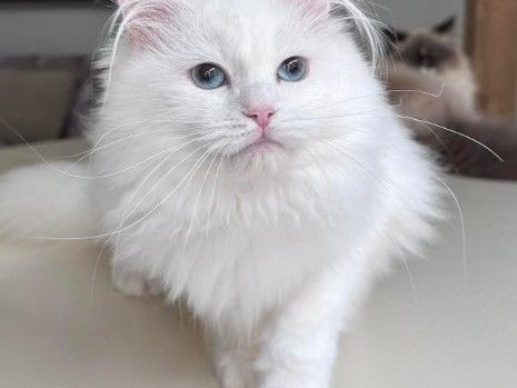 about-tia-places-buy-siberian-kittens