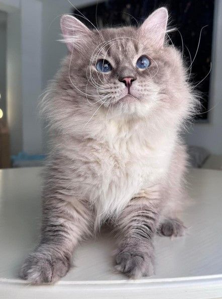siberian-kittens-russ-for-sale-big-0