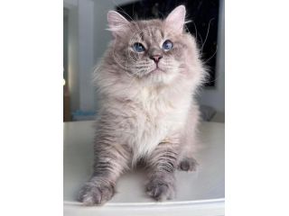 siberian-kittens-russ-for-sale-small-0