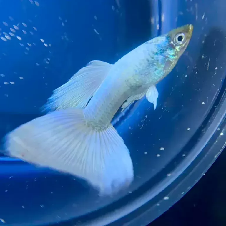 aquarium-fish-in-canada-big-0