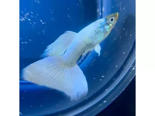 aquarium-fish-in-canada-small-0