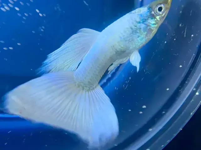 aquarium-fish-in-canada