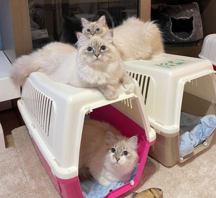 fluffy-snow-siberians-best-siberian-kittens-big-0
