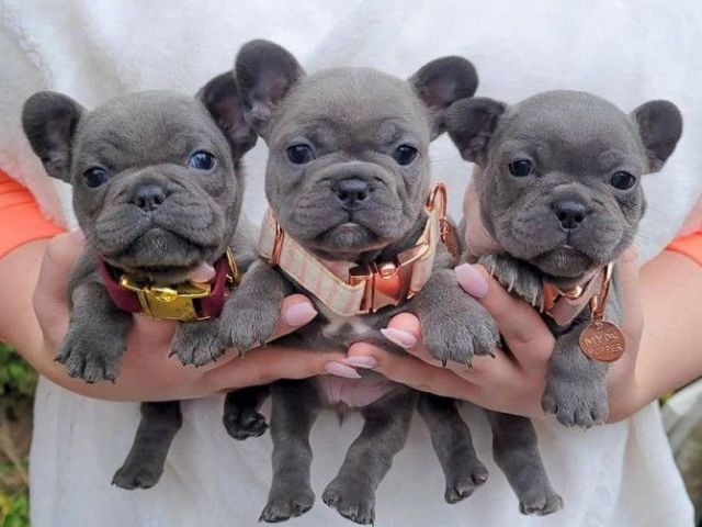 male-and-female-trained-french-bulldog-puppies