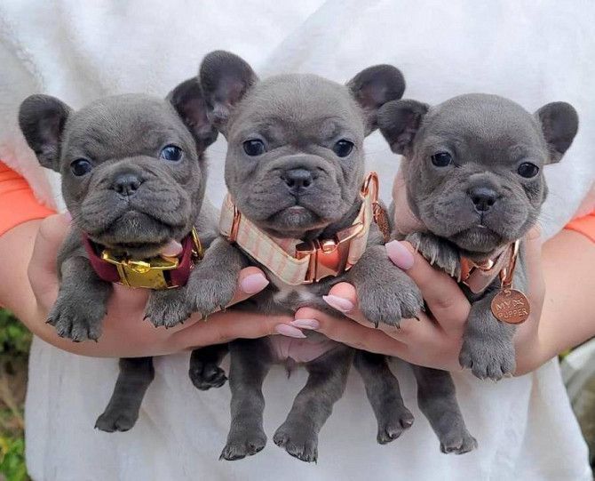 trained-french-bulldog-puppies-big-0