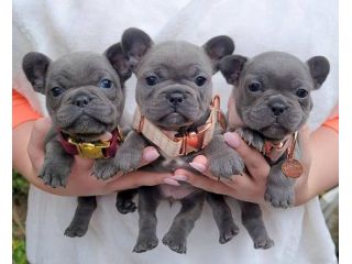 trained-french-bulldog-puppies-small-0