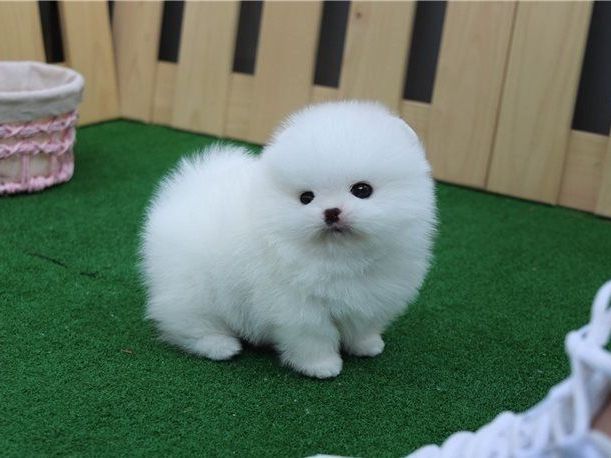 beautiful-mini-t-cup-pomeranian-puppies-for-sale