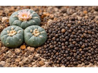 premium-cactus-seeds-small-0