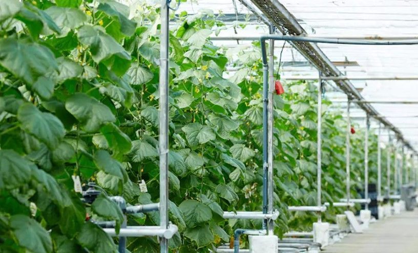 efficient-greenhouse-watering-system-for-healthy-plant-growth-big-0