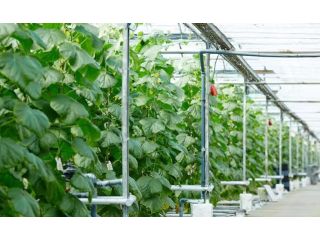efficient-greenhouse-watering-system-for-healthy-plant-growth-small-0