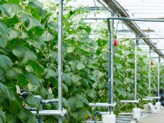 efficient-greenhouse-watering-system-for-healthy-plant-growth