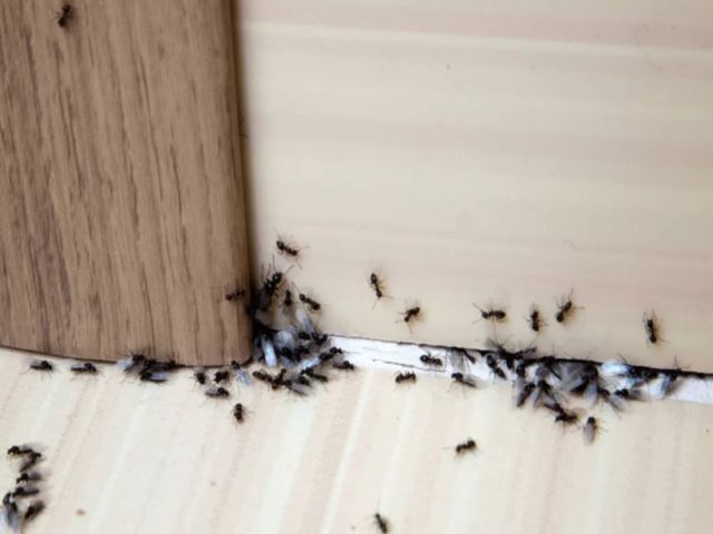 reliable-pest-control-services-in-canada-you-can-trust