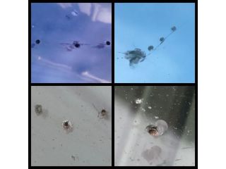 cracked-windshield-repair-small-0