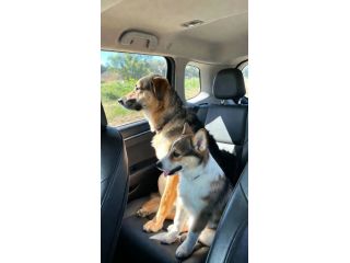 compare-pet-insurance-plans-in-canada-small-0