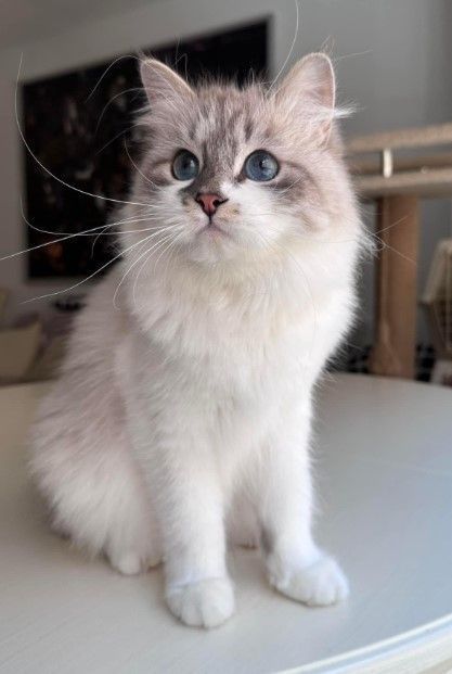 kia-siberian-kitten-big-0