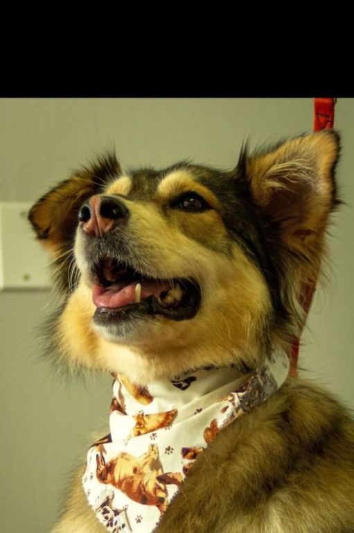 trusted-dog-grooming-port-credit-services-for-every-breed-big-0