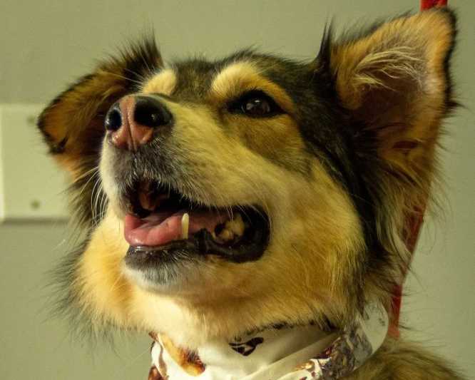 trusted-dog-grooming-port-credit-services-for-every-breed